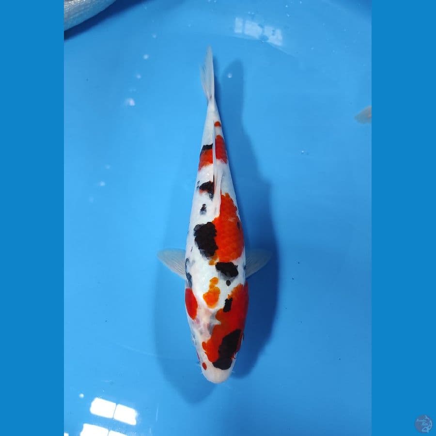 Kinday Showa - 27CM Original Patern