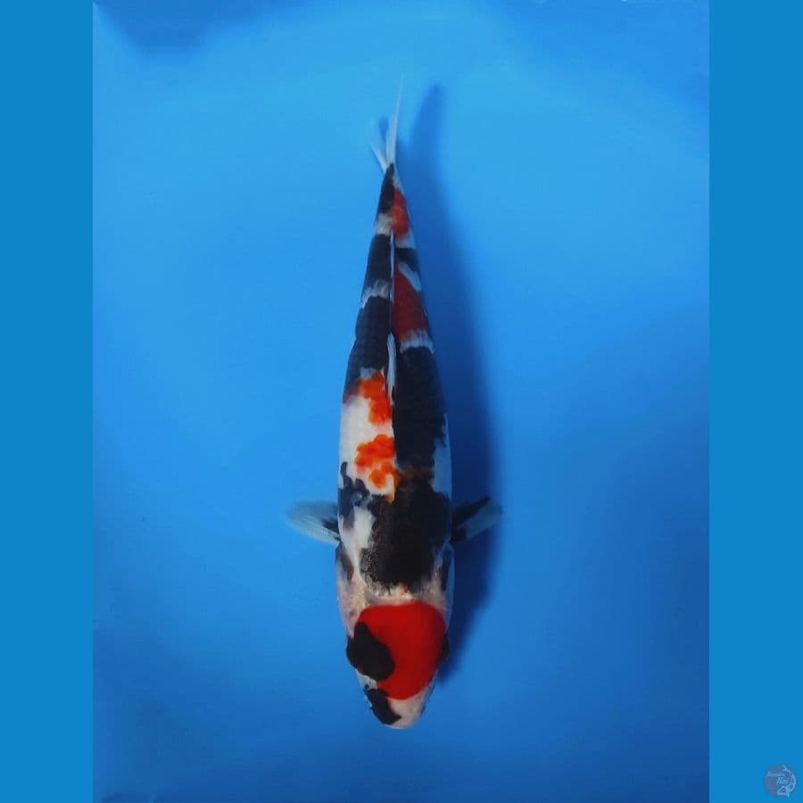 Maruten Showa - 30CM
