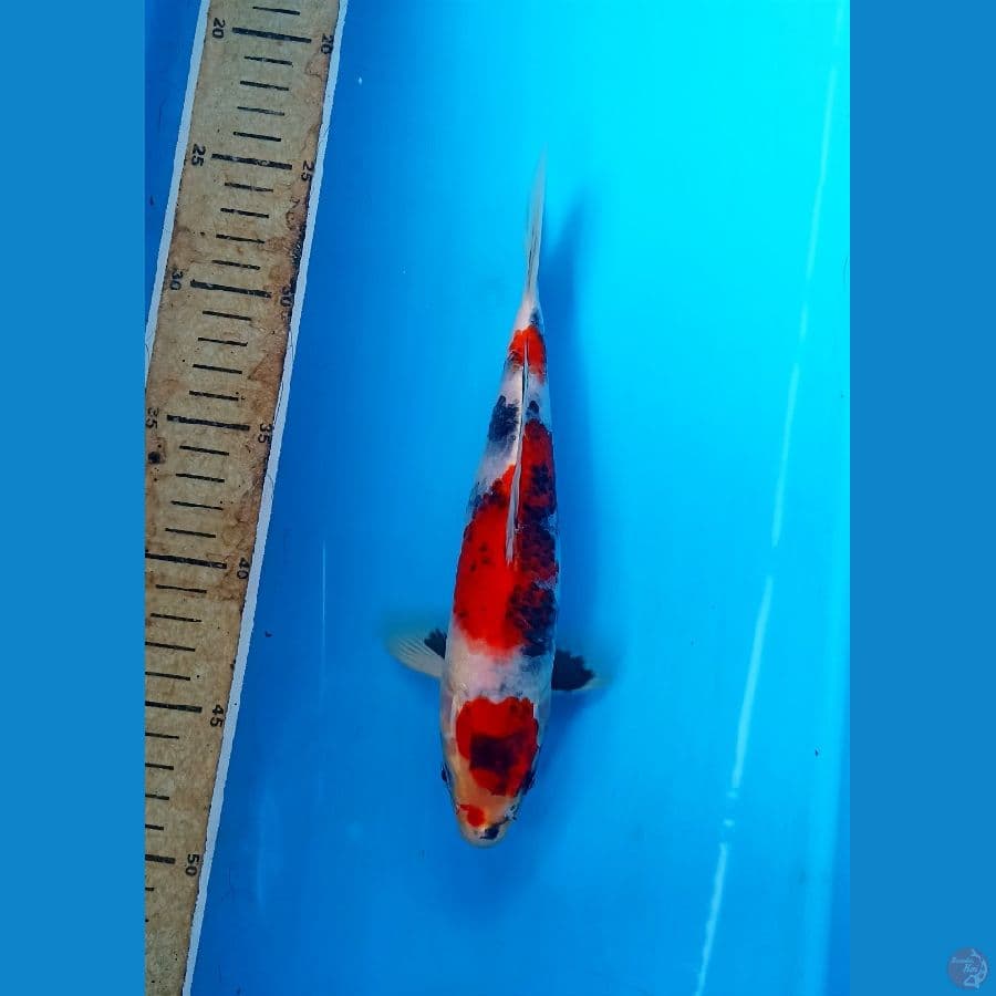 Showa Hikari 24cm