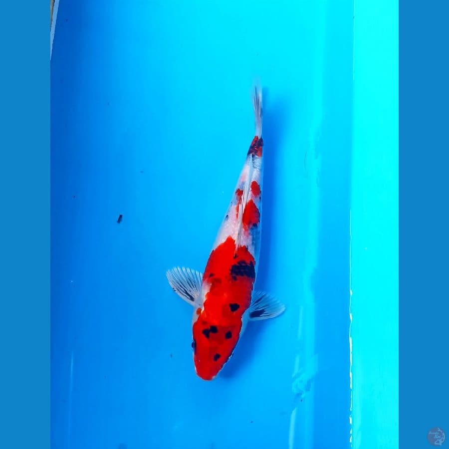 Showa Hikari 24cm
