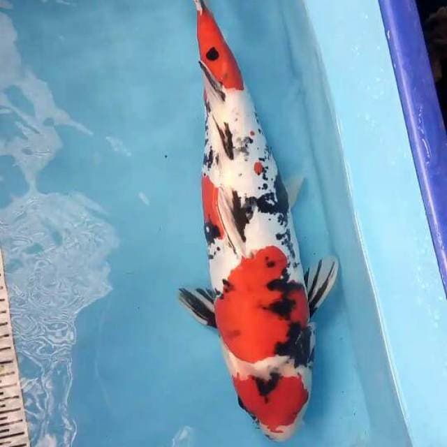 Maruten Showa Doit Semok 43cm