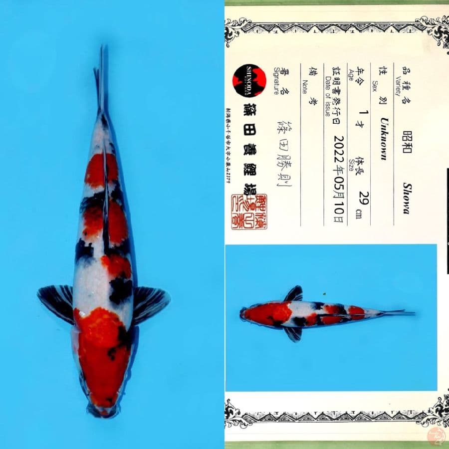 SHINODA SHOWA SANSHOKU 37CM