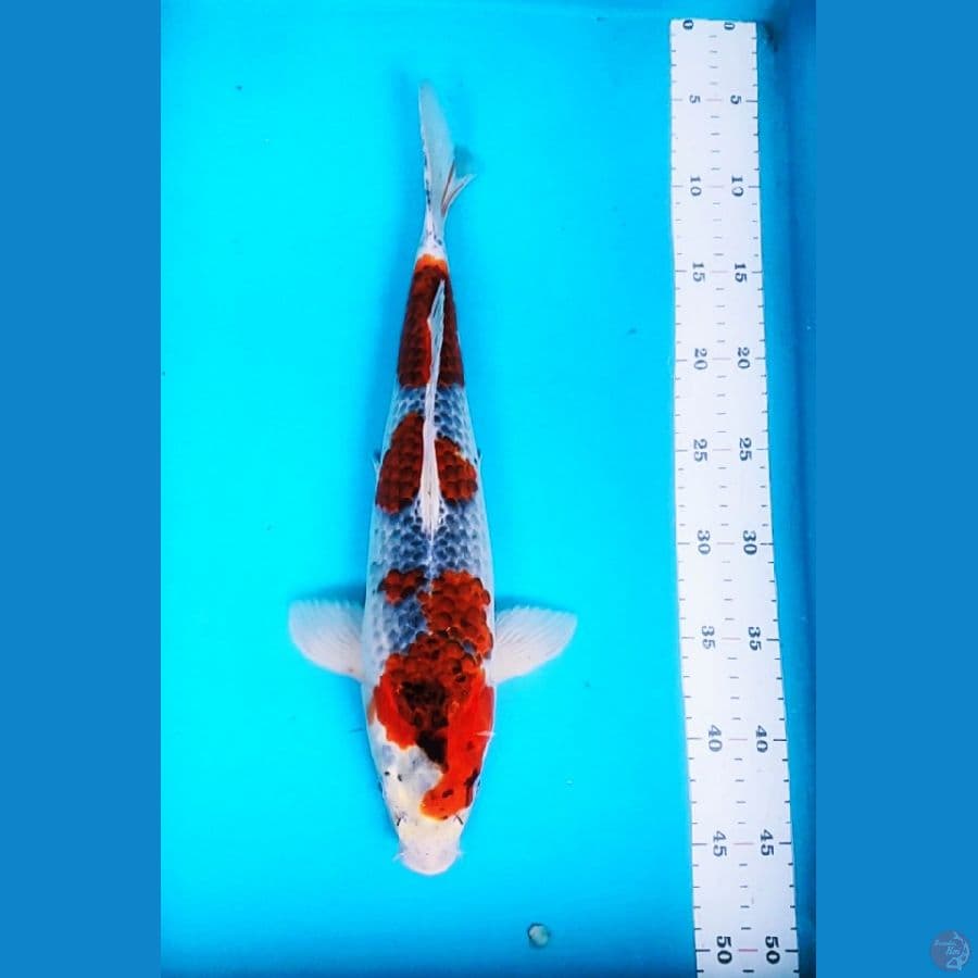 GOSHIKI MANTAB 39CM
