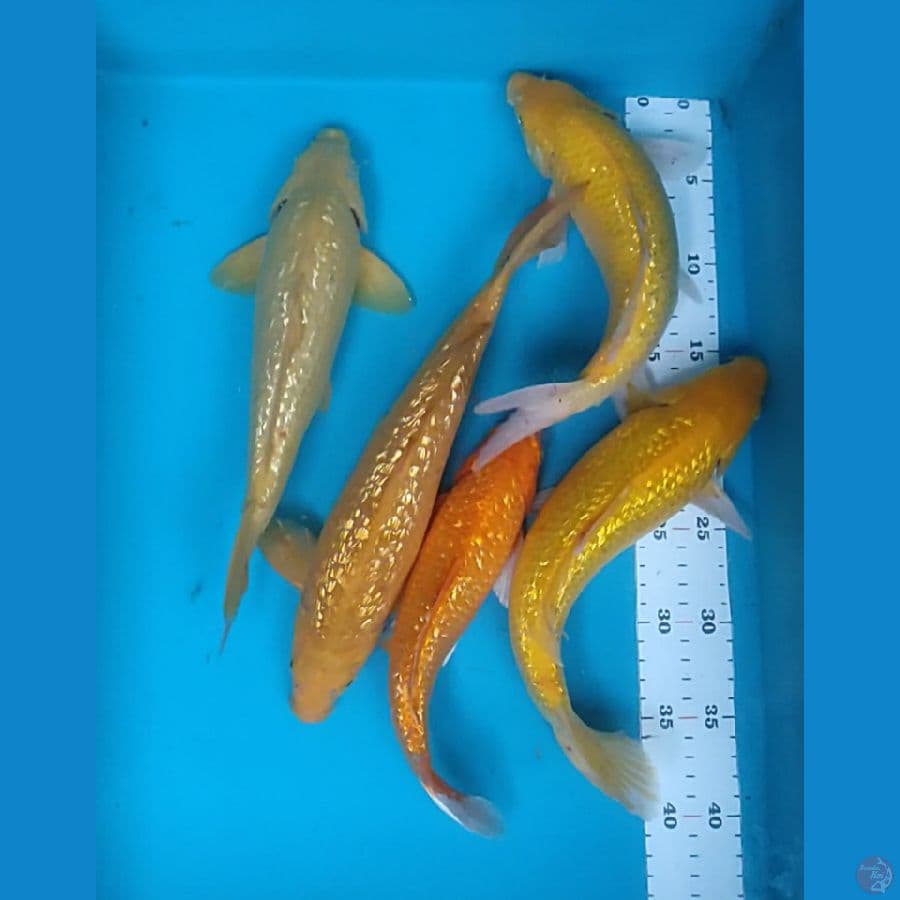 PAKET GINRIN GOOD BODY 26-31CM 5 EKOR