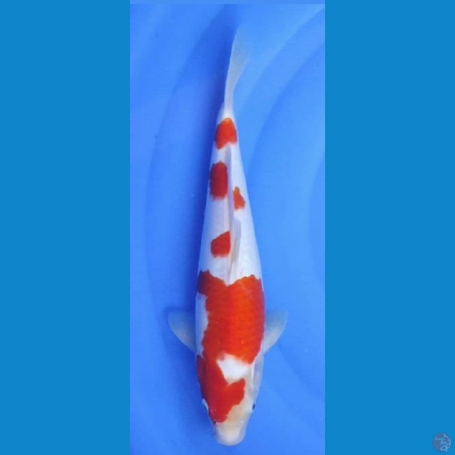 KOHAKU.