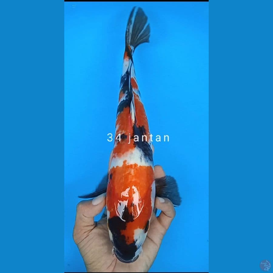 showa size : 34 cm jantan