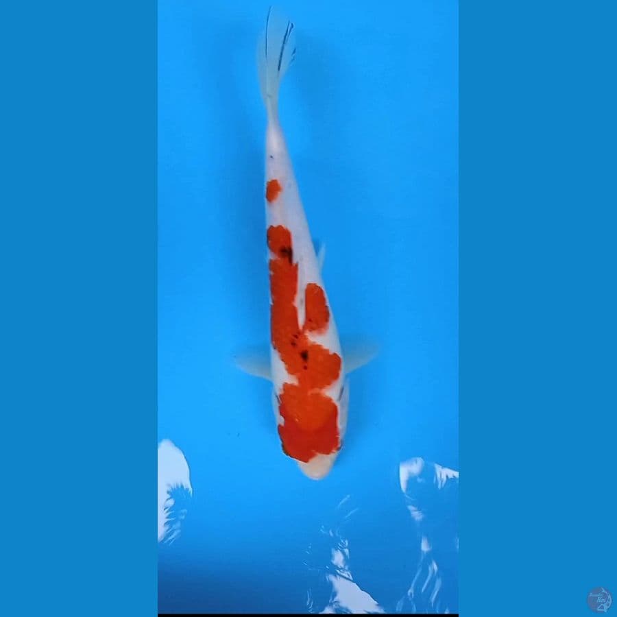sanke size : 30 cm