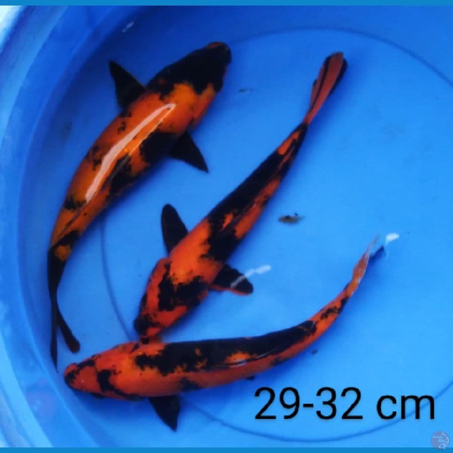 hi utshuri 3 ekor 29-32 cm