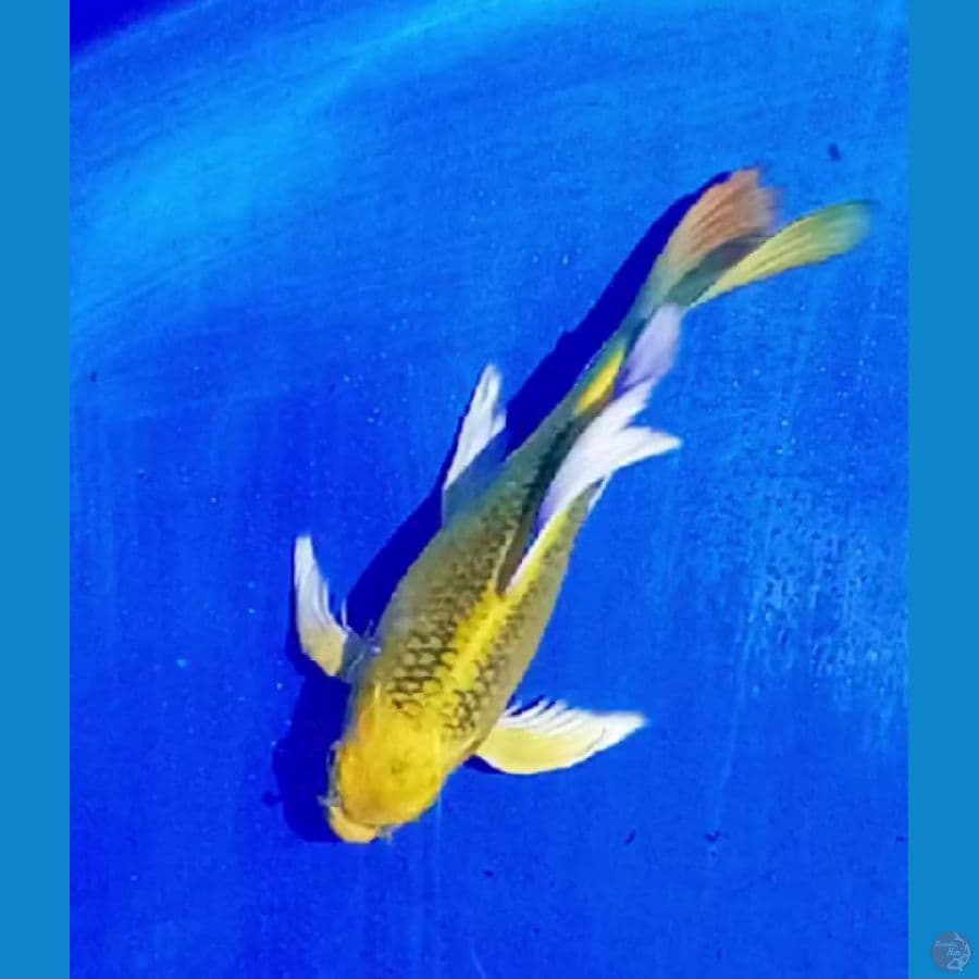 selayer shotbodiy 22 cm male
