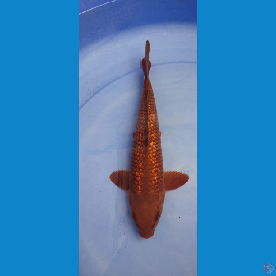 chagoi tembaga ginrin 30cm uncheck