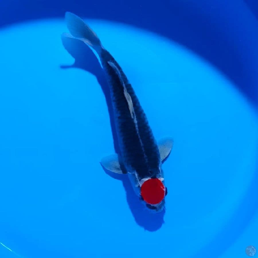 TANCHO KURO GHOSIKI 34CM
