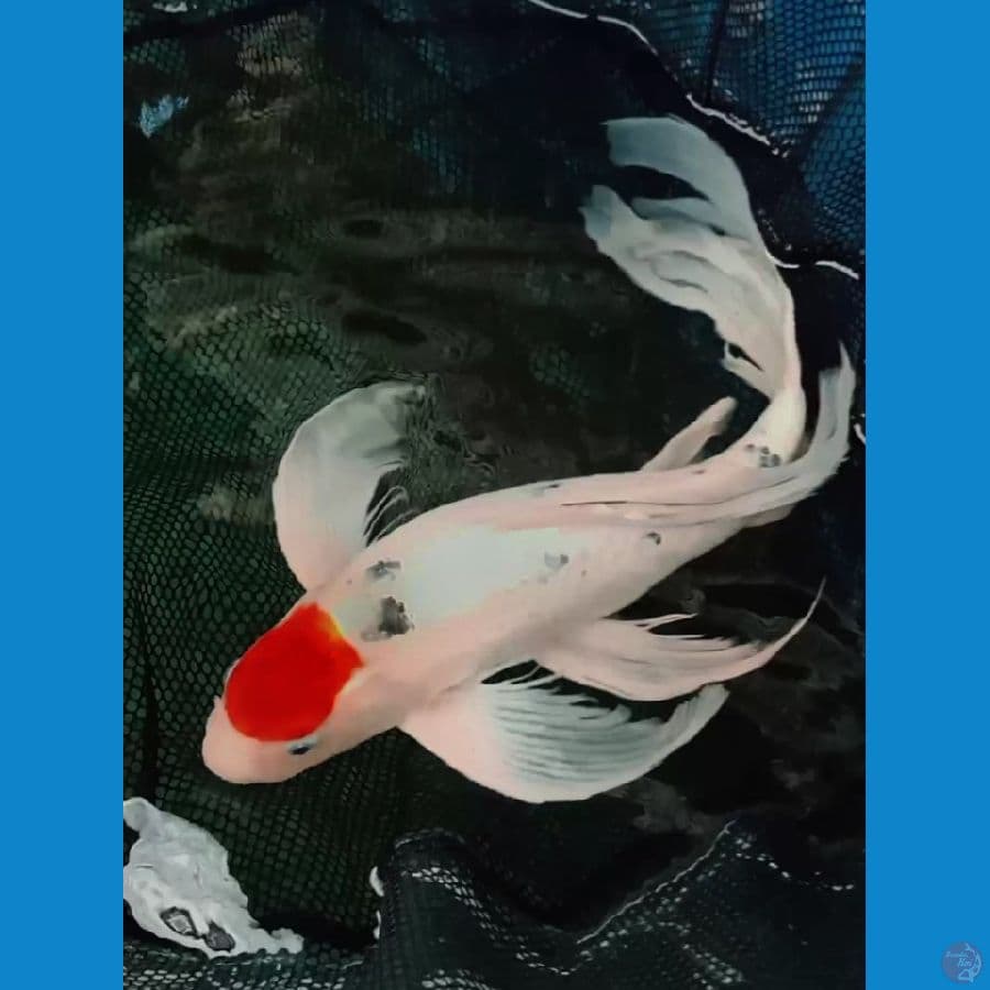 kumpay TANCHO SANKE ORYGINAL 50CM MALE