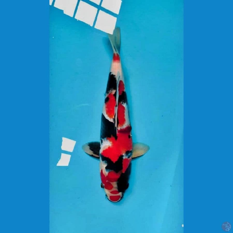 Shouwi Male 33