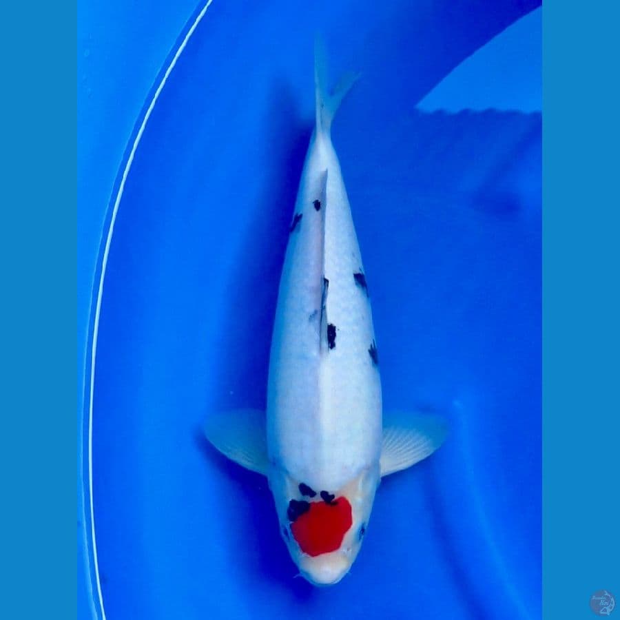 tc tategoi 36cm , F1 Ori