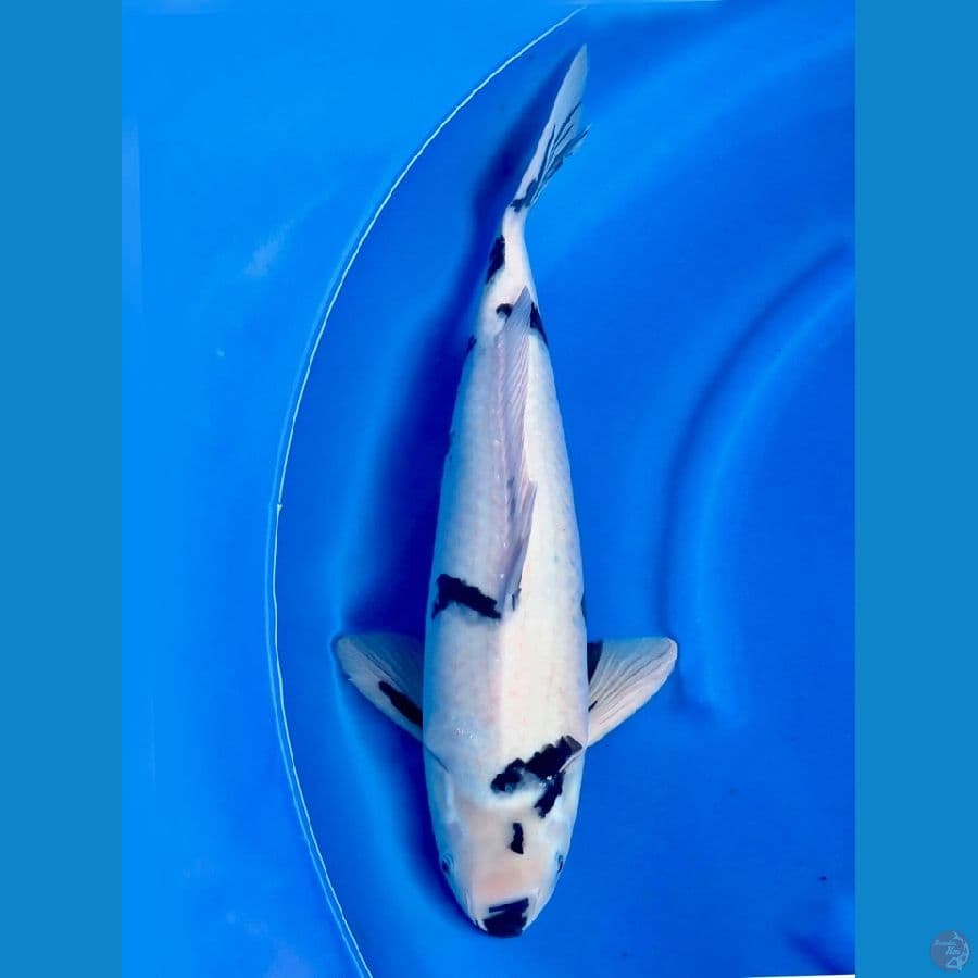 48cm , F1 siro Tategoi