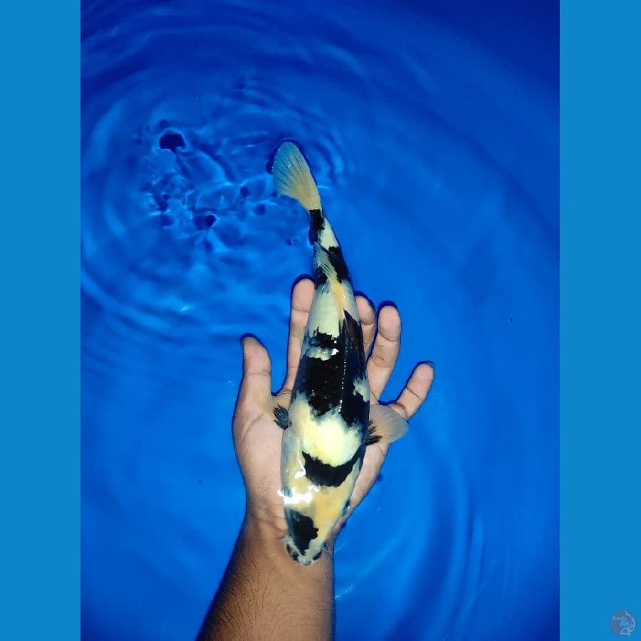 30cm Female
