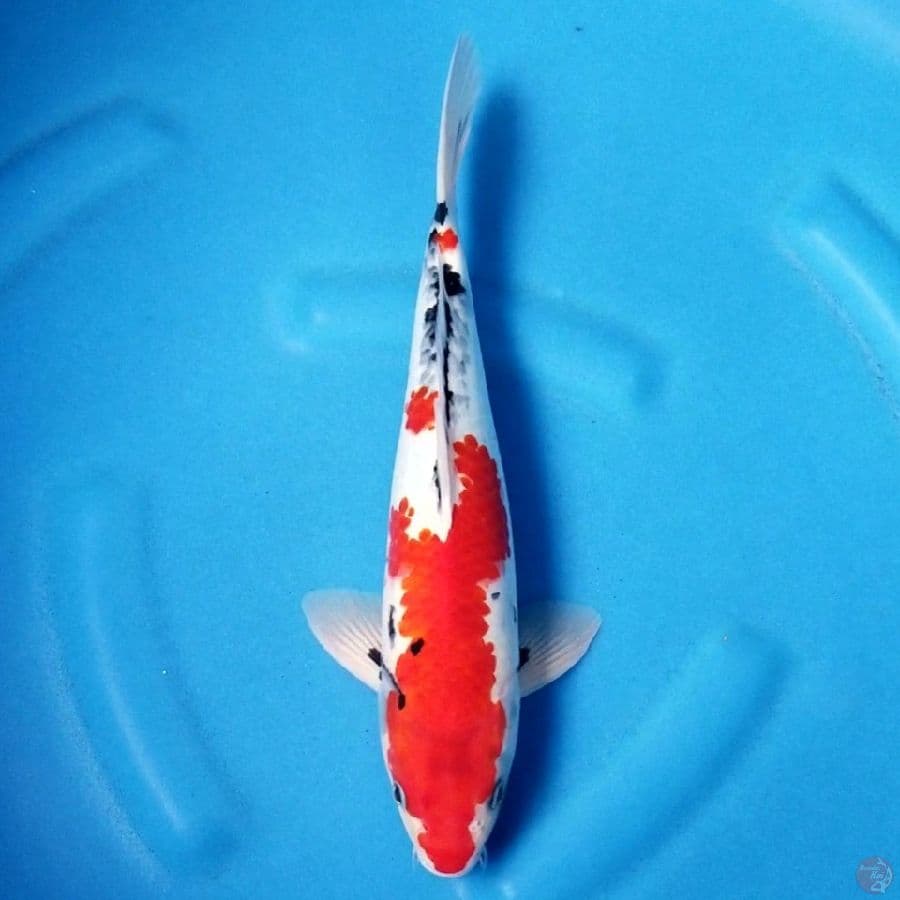 SHOWA RED STRONG 31 CM MALE