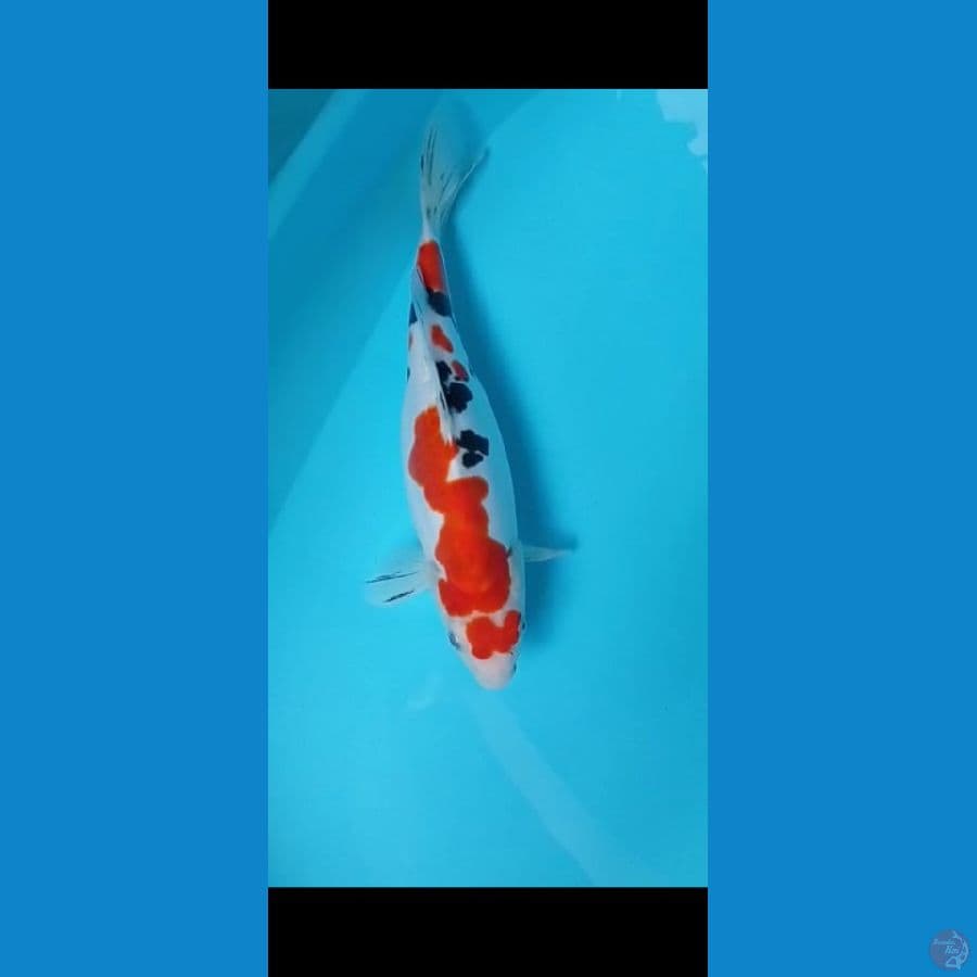 original doitsu sanke lwar biasa, gendong telur 30cm. no cuting