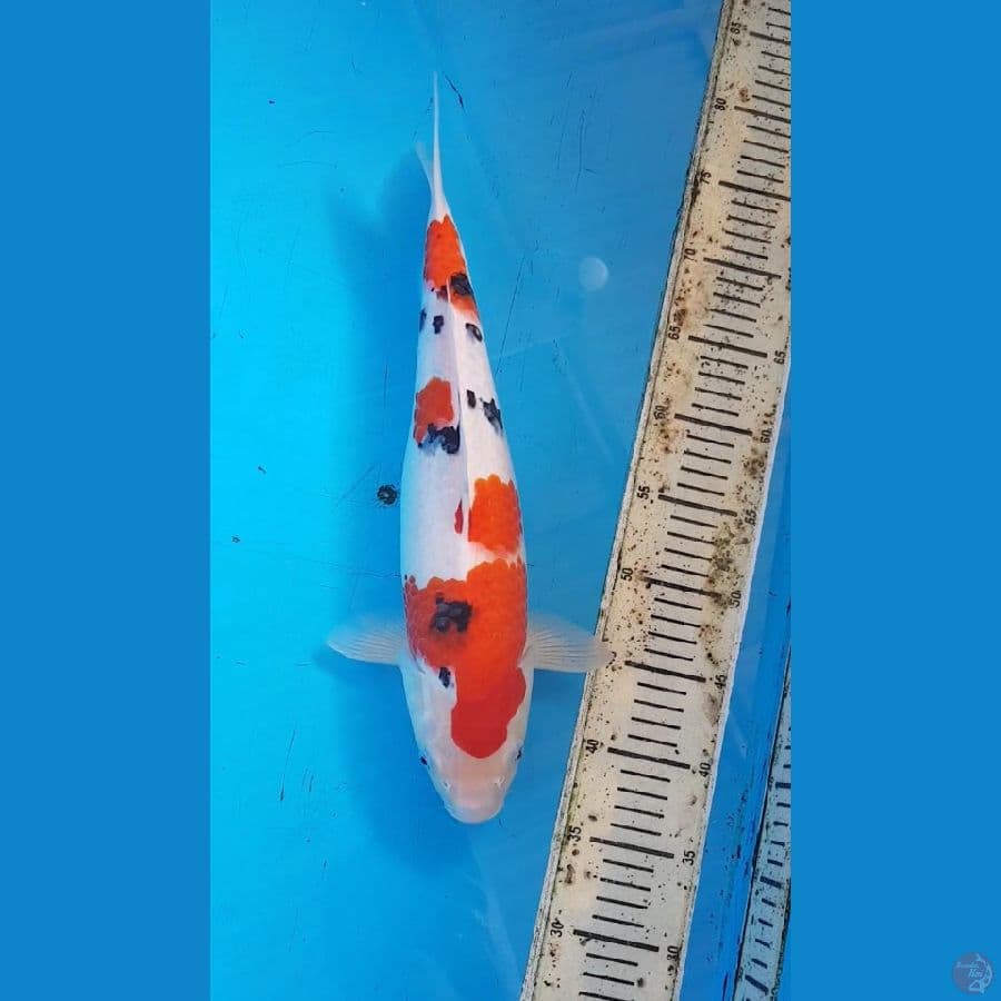 SANKE SIMPEL 40cm