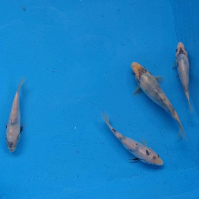 Mix Tategoi Shiro F1