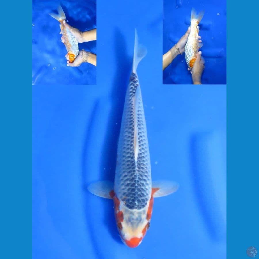 30cm , Jantan HQ