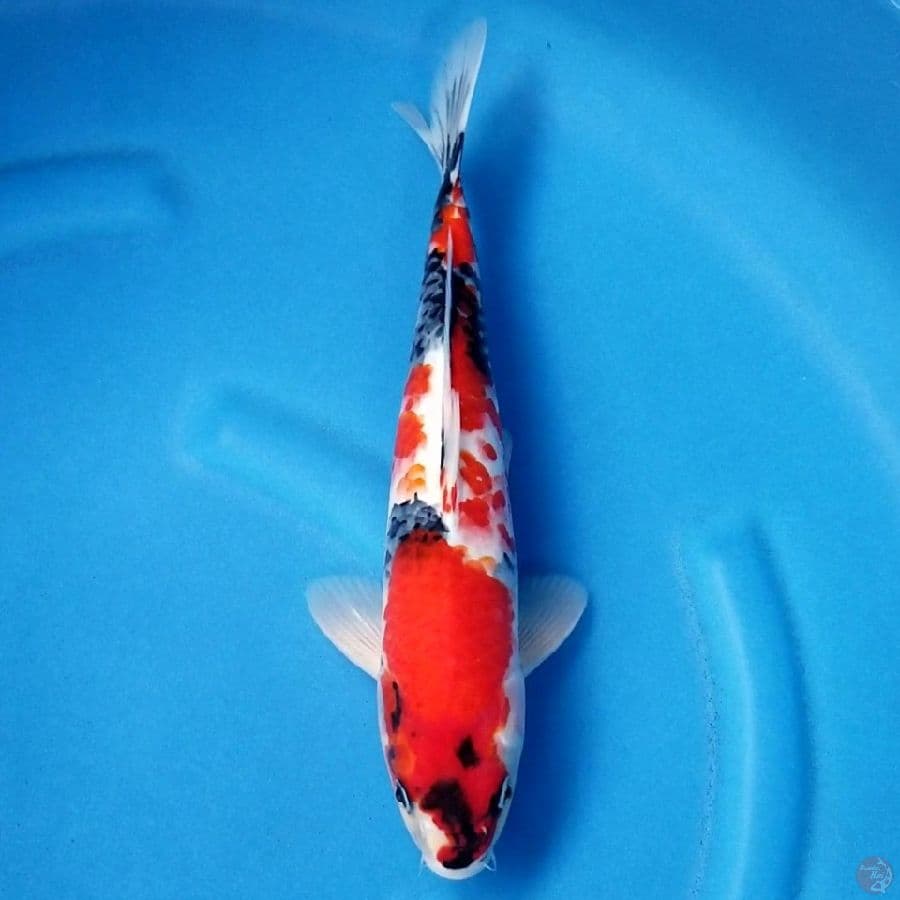 SHOWA RED STRONG 34 CM MALE