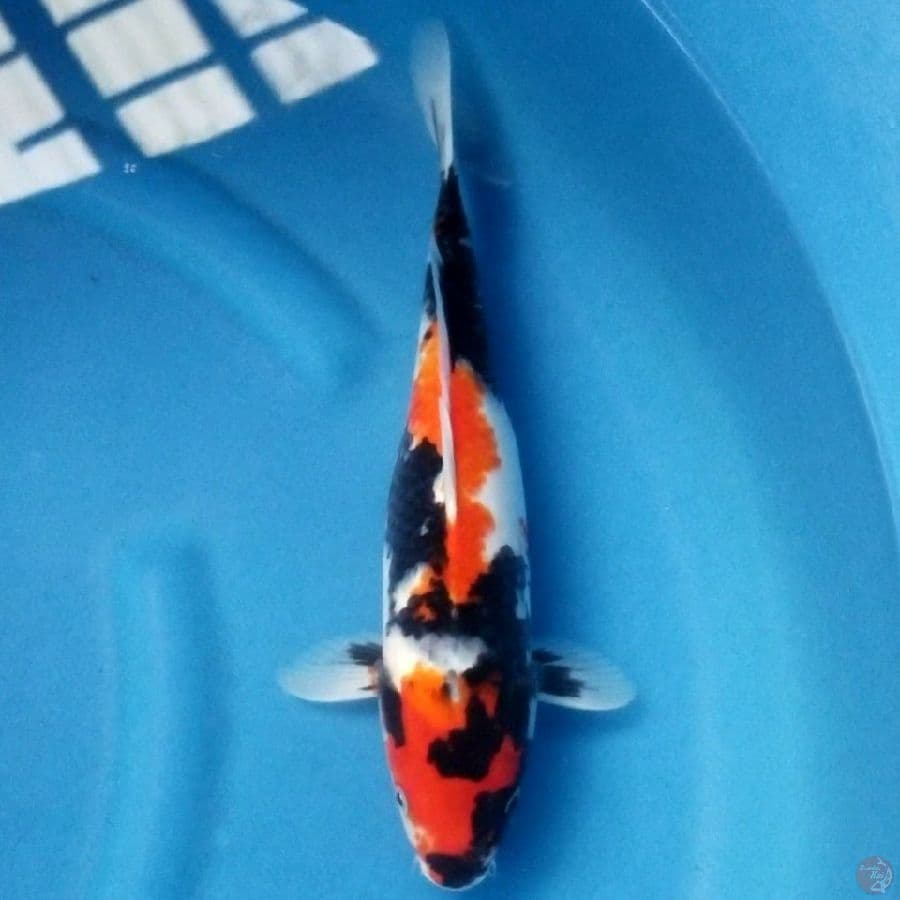 SHOWA SANSHOKU 32 CM FM