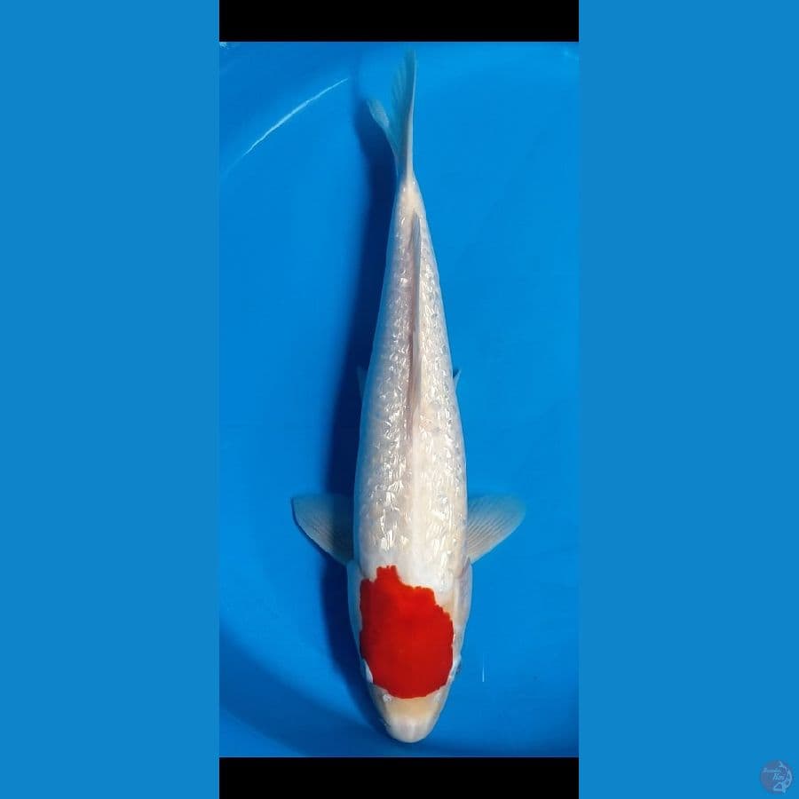 tancho ginrin padat 44 cm jantan original
