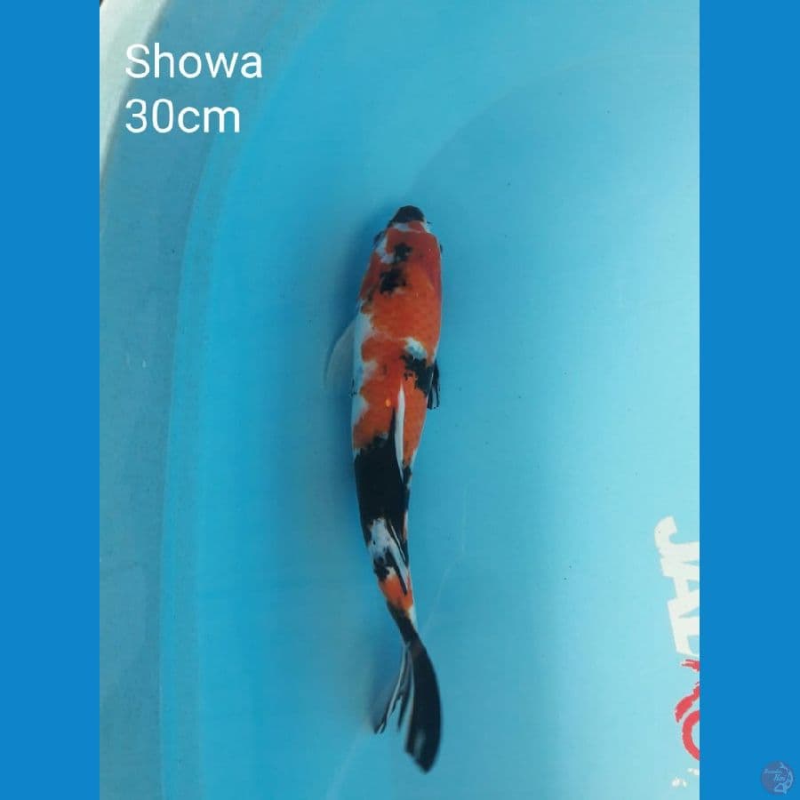 Showa 30cm