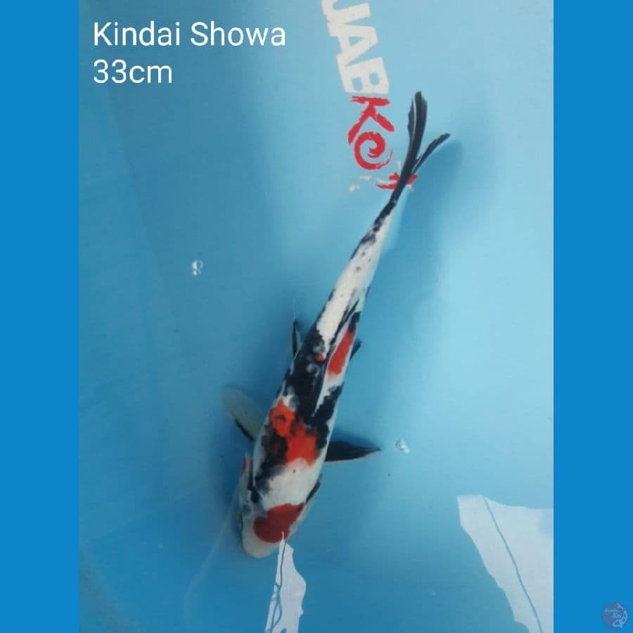Kindai Showa 33cm.