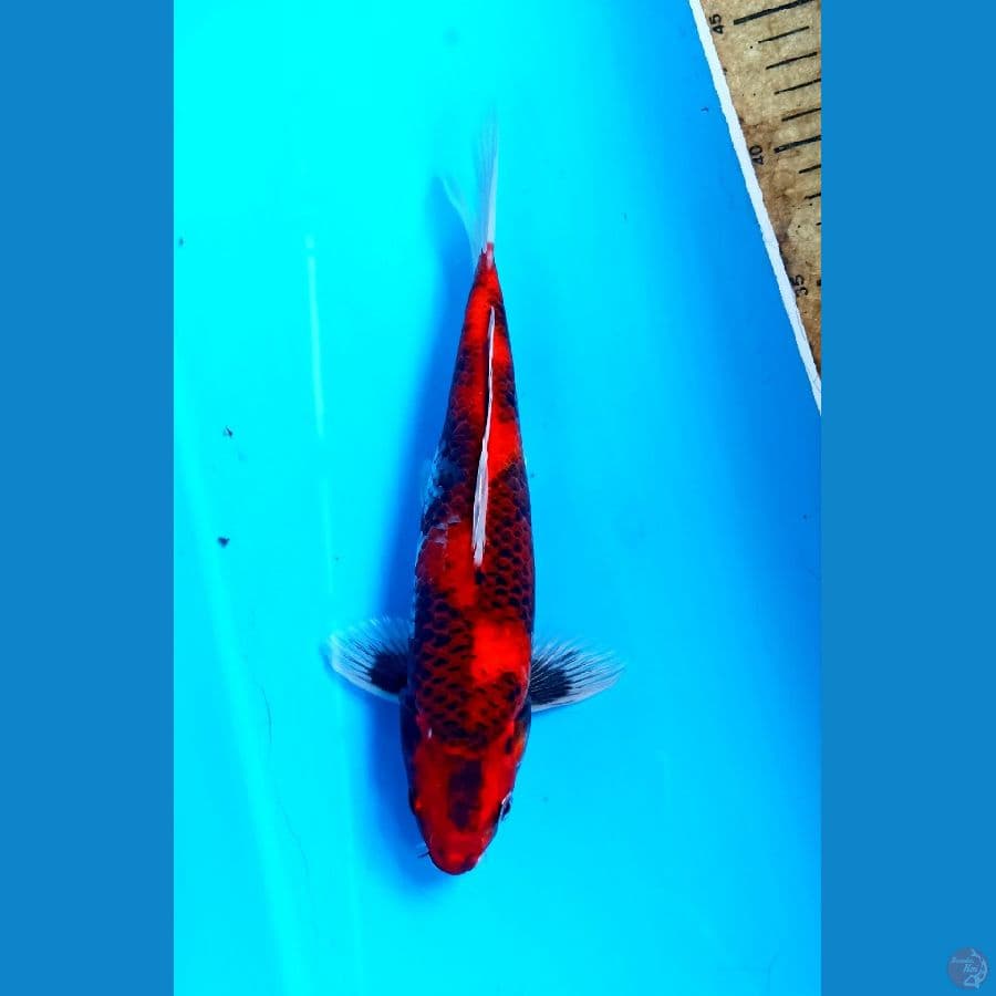 Hi showa hikari 24cn