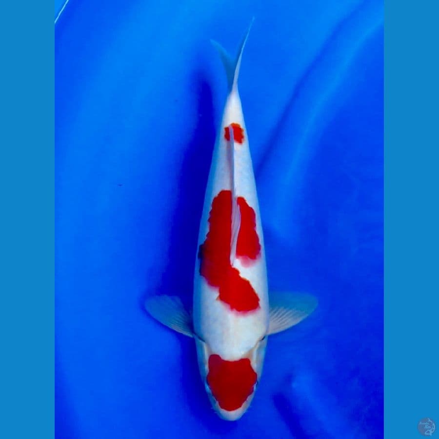 kohaku 35cm