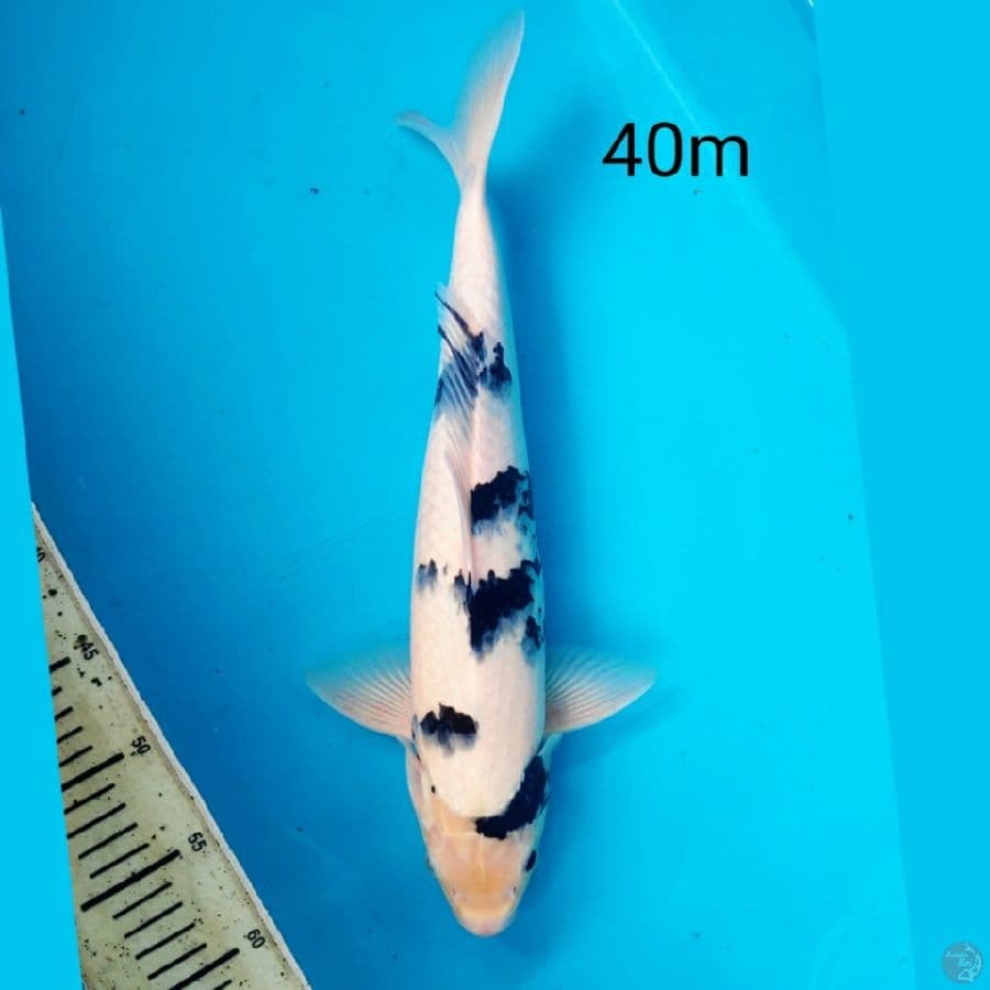 SHIRO, 40CM MALE