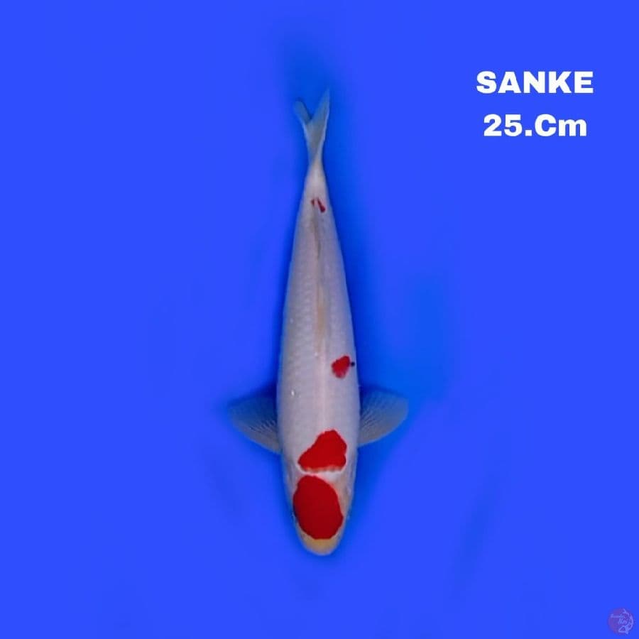 sanke 25cm