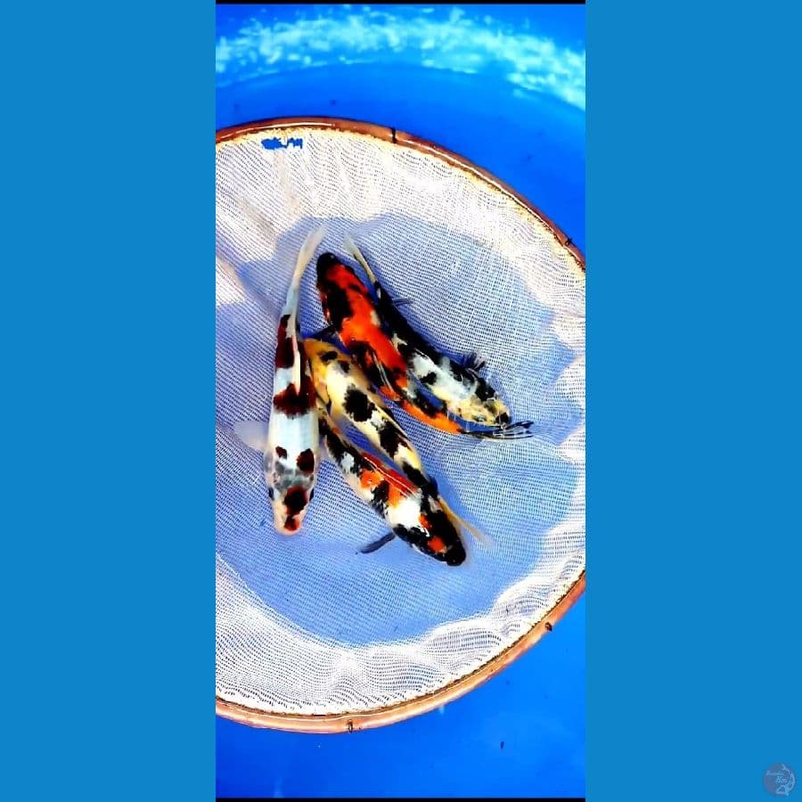 mix koi -+17 cm