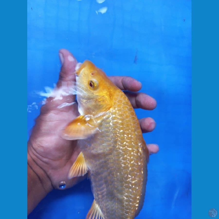 KARASHI GINRIN//ML/25 CM