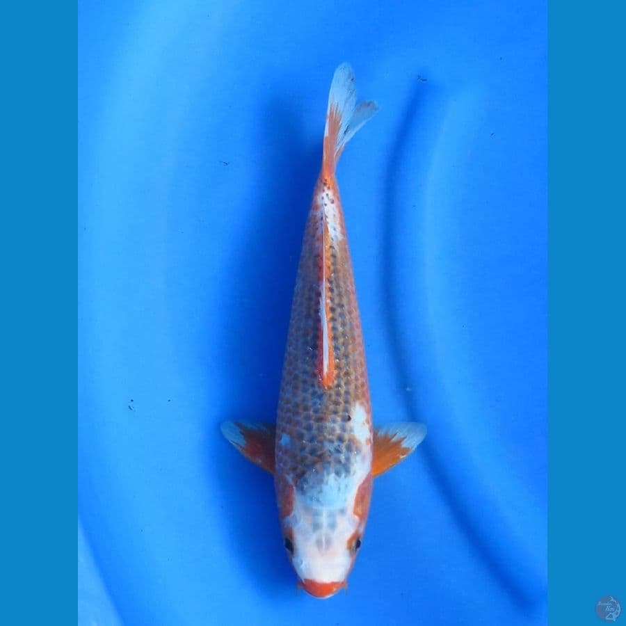 31cm - Unique