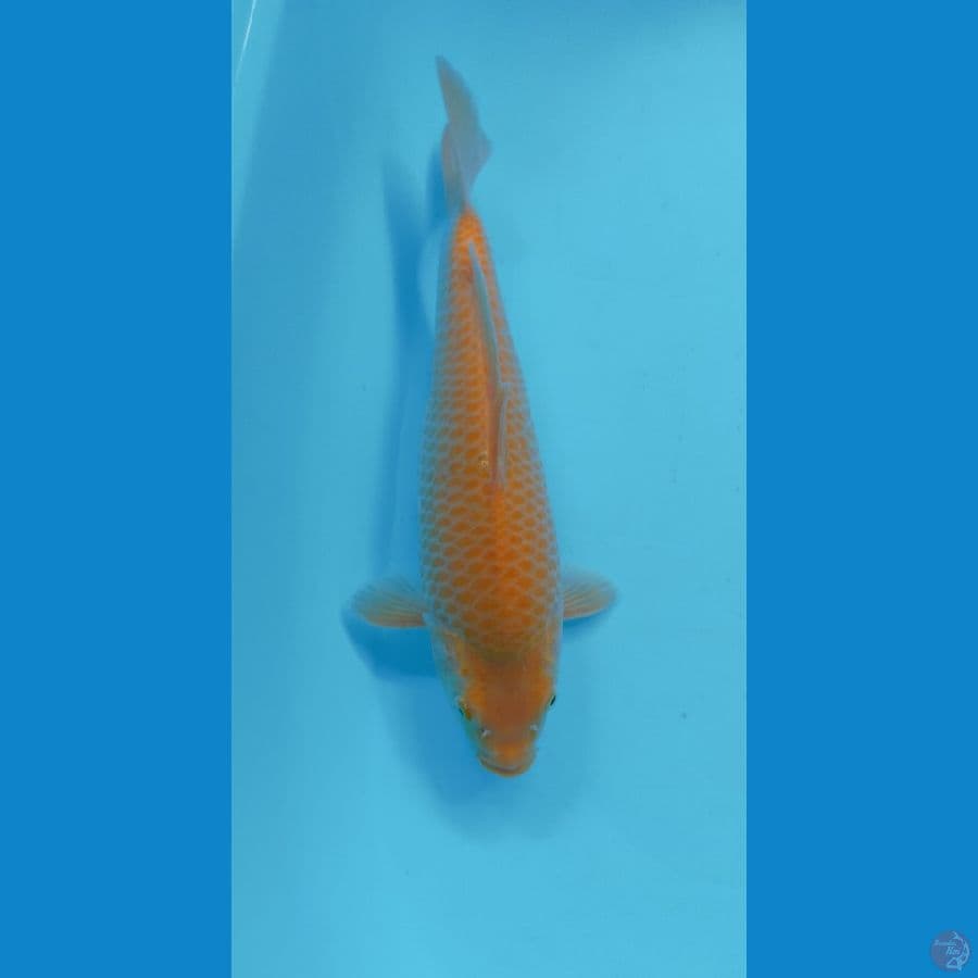KARASI CORN 29CM (MALE)