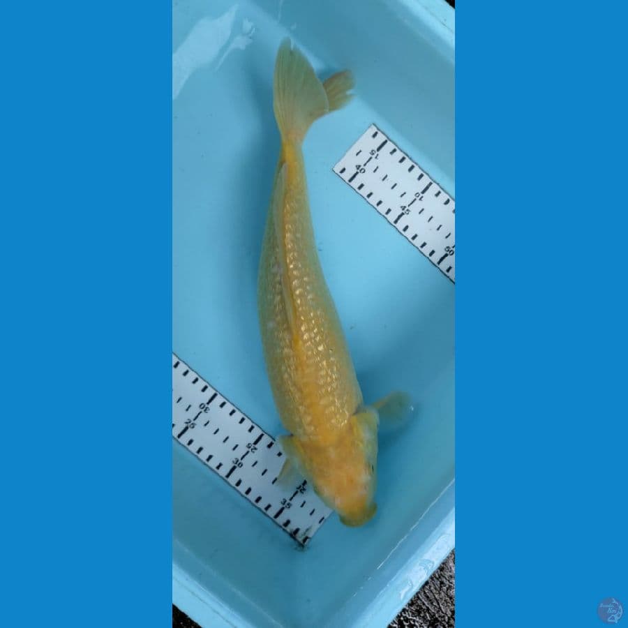 karashi gindrin 35cm