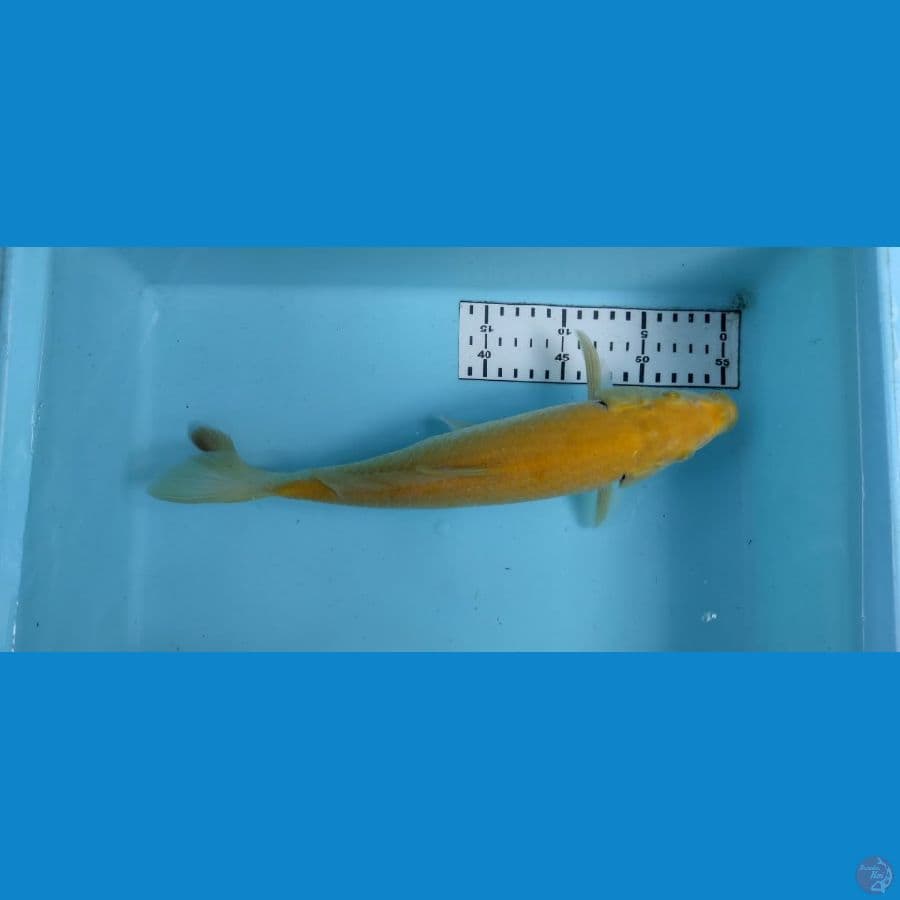 karashi 32cm
