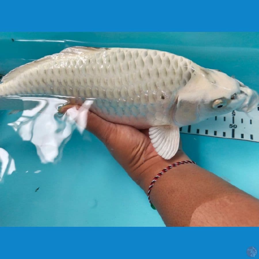 matsuba 34cm berpunuk