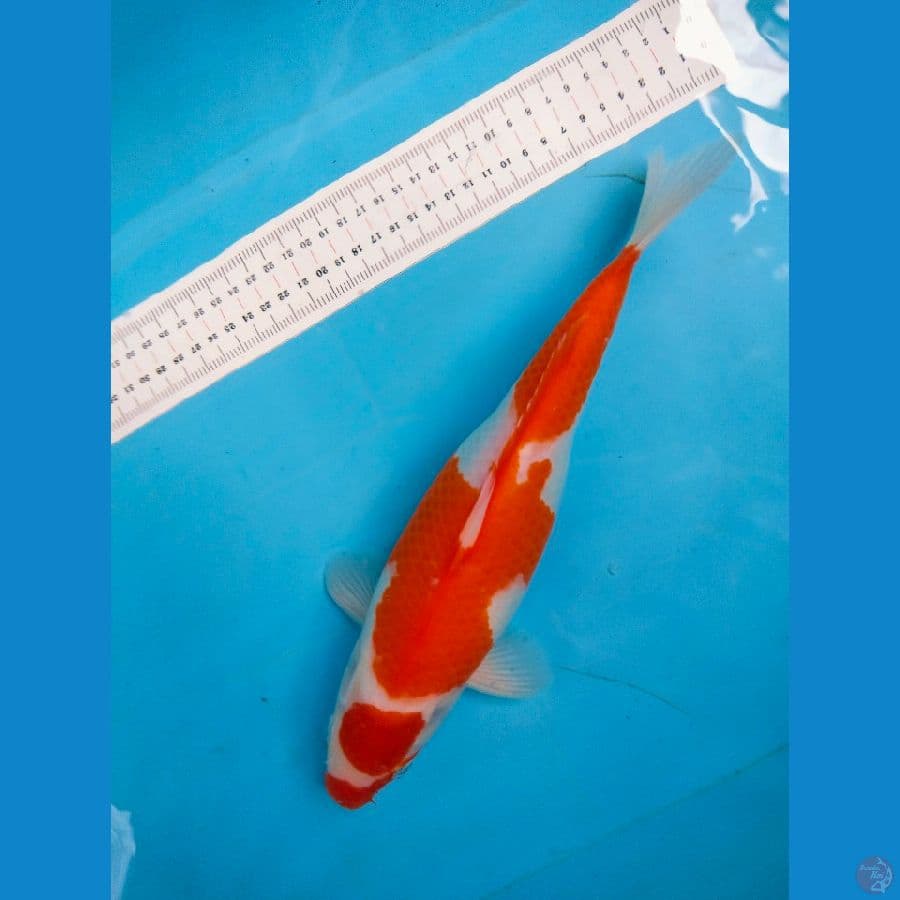 kohaku 32cm