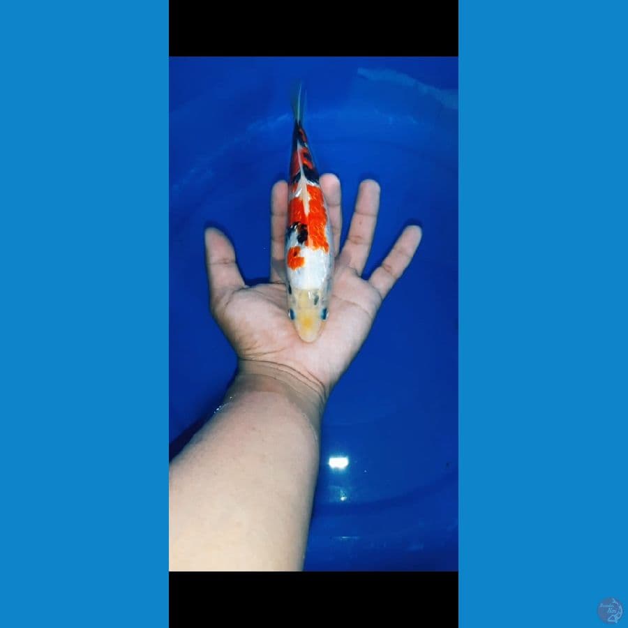 sankey gindrin size 23 cm
