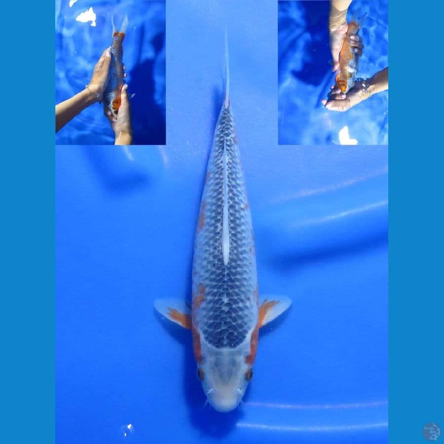 26cm , Asagi