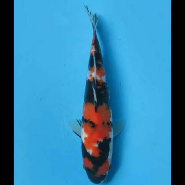 22cm Male - Baby Showa Sanshoku Petir