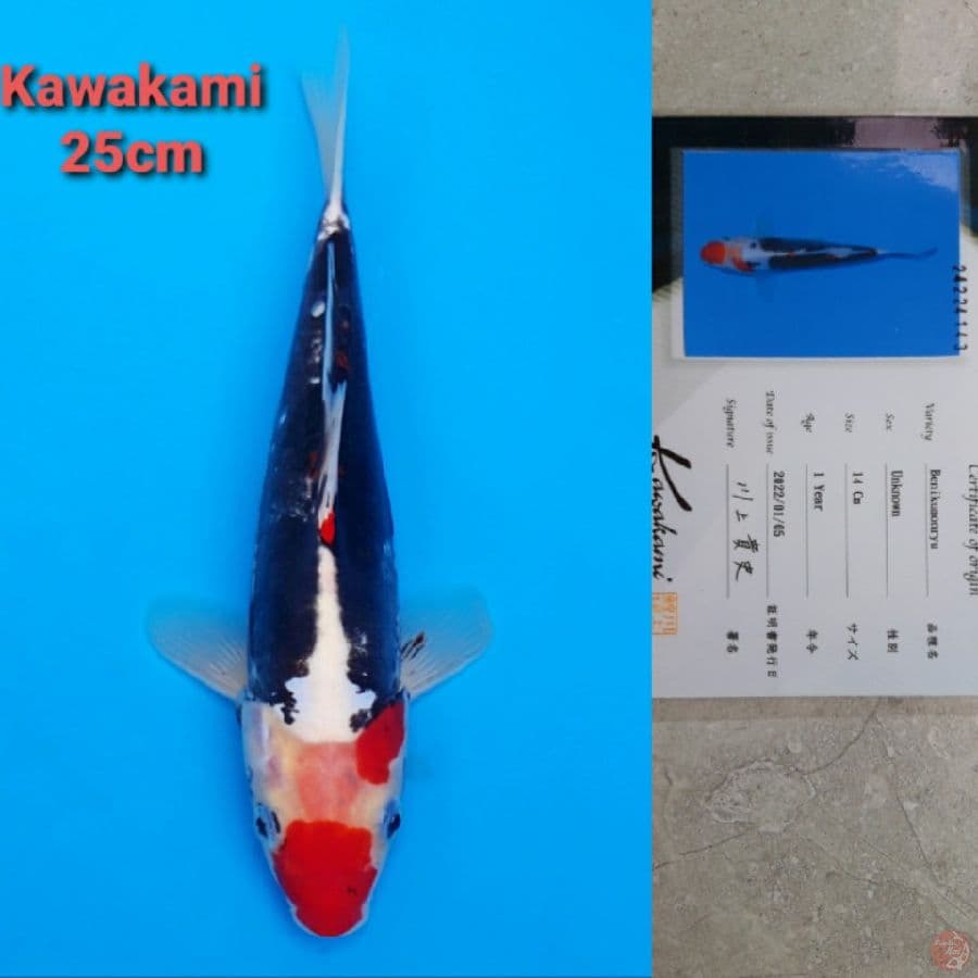 KAWAKAMI BENI KUMONRYU 25CM SERTI