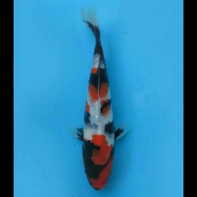 20cm Male - Baby Showa Sanshoku Sq