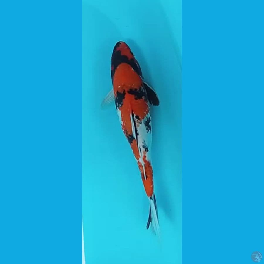 SHOWA 38cm