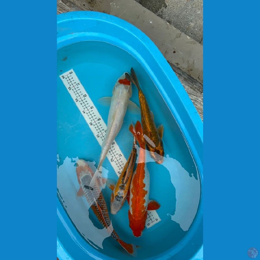 mix 5 ekor 31-41 cm