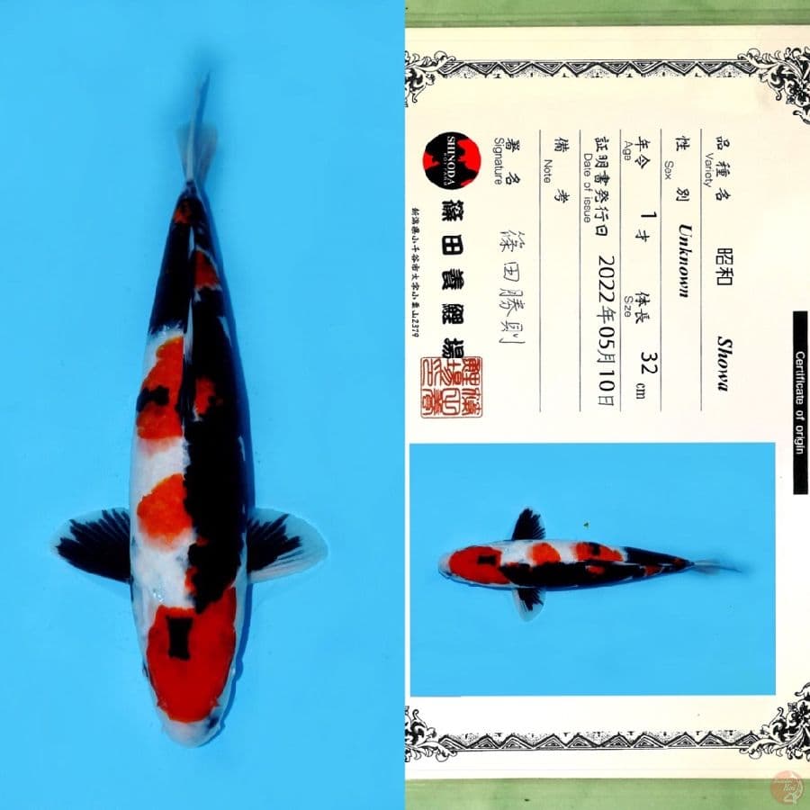 SHINODA MARUTEN SHOWA 40CM